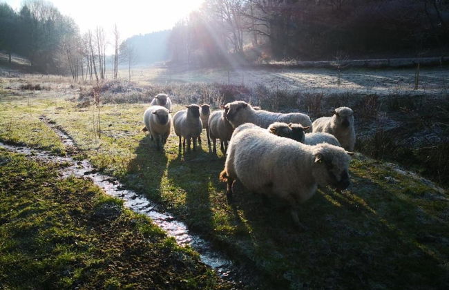 Chalet in Reinskopf With Fireplace and Balcony - Photo 28