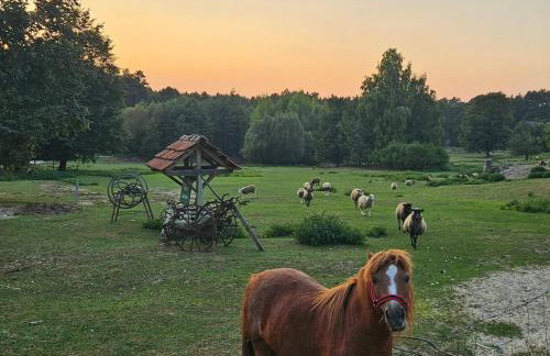 Agroturystyka Stara Huta - Foto 15