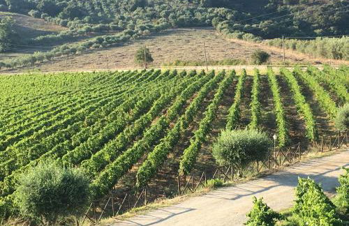 Antica Tindari - Foto 75