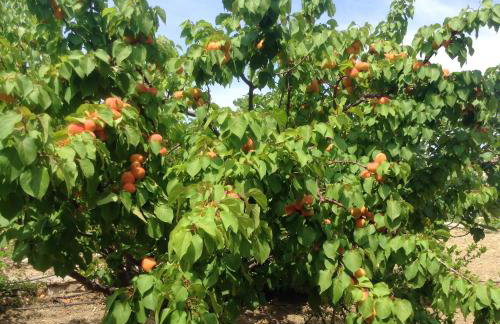 Charming house with sea view in Chrousa, fenced garden - Foto 36