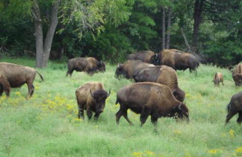 Cabin with a tree house on a buffalo farm . - Foto 28