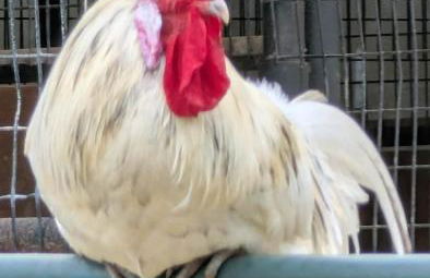 Gerrie's Place at Figment Ranch Foundation Animal Sanctuary near Round Top Texas - Foto 15