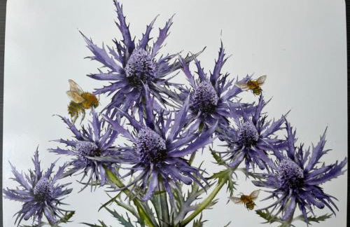 Thistle Lodge - Foto 39