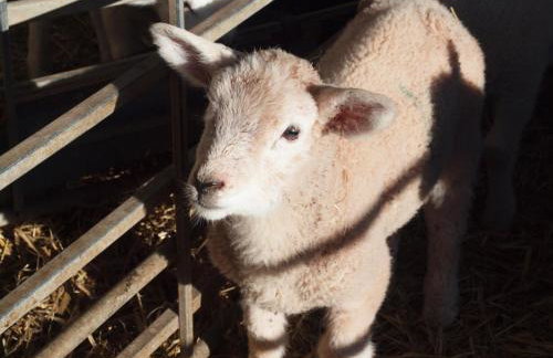 The Chaff House - farm stay apartment set within 135 acres - Foto 31