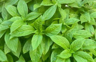 Hort de les Oronetes - Foto 27