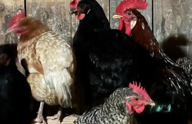 Beim Danner - Foto 29