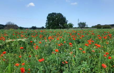 Masseria Ai Pioppi - Foto 62