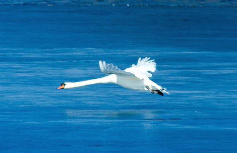 Secluded Lake Retreat - Private Beach, Pier & Fire Pit - Photo 19