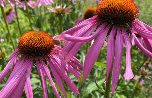 Farmhouse Cabin in the Redwoods - Foto 24