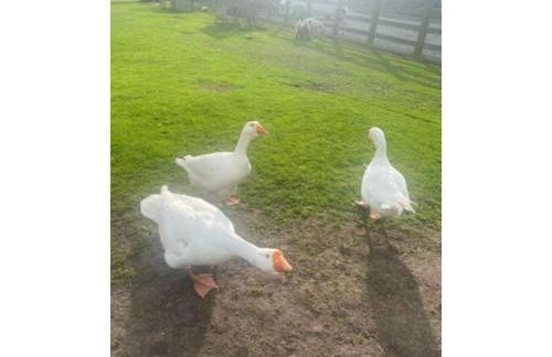 Slieve Gullion Getaways - Foto 13