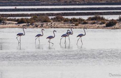 Formentera Especial - Foto 28