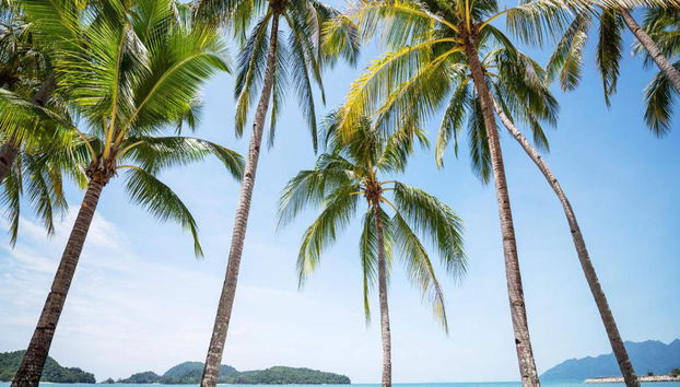 Mangroven-Safari und Höhlenforschung - Private Ganztagestour - Foto 3