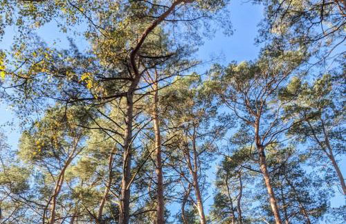 Waldvilla Haus Gustav am Ostseestrand - Foto 50