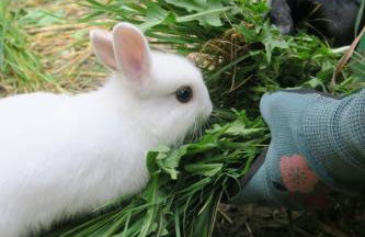 Agriturismo Fattoria Walden - Foto 48