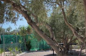 Oasis Pool in the Desert BBQ and Garden - Foto 9