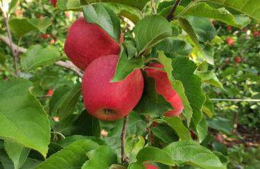 Agritur Belsogno B&B - Foto 88