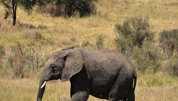 Parque Nacional Tarangire - Excursión privada de día completo - Foto 3