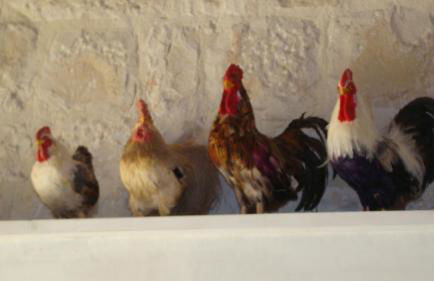 Agriturismo Masseria Cianciò - Foto 111