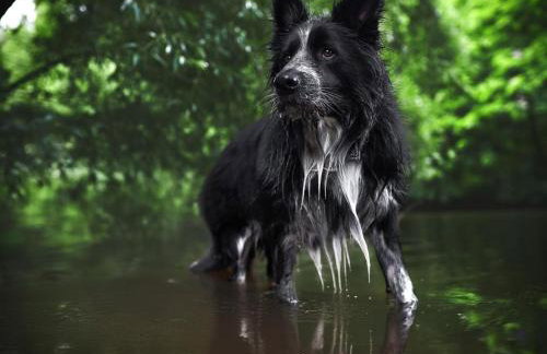 Ferienwohnung Am Stadtpark - Foto 13