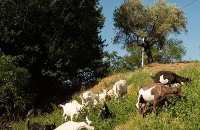 Società agricola Scerba srl - Foto 14