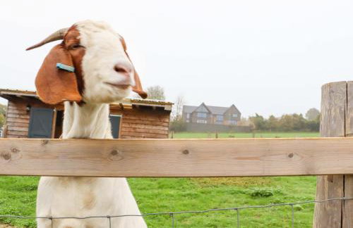 Bee Cottage - Foto 24