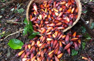 Chalé com Vista para Vinhedo e Natureza - Foto 39
