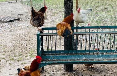 Monte do Lago, Pegões - Foto 76