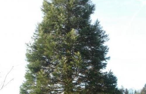 Chalet confort en montagne, près des thermes et circuits de rando, idéal pour famille - FR-1-589-135 - Foto 15