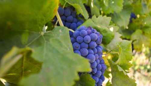 Cardinal Girolamo - Foto 5