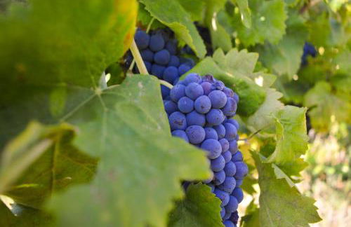 Cardinal Girolamo - Foto 5