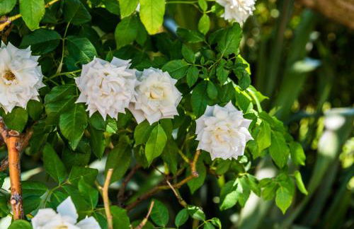 Villa Tina - Foto 20