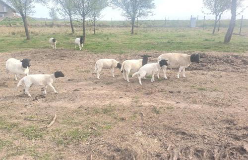 Agroturystyka nad potokiem - Foto 49