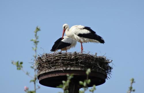 Ferienhaus Kamerun an der Elbe - Foto 7