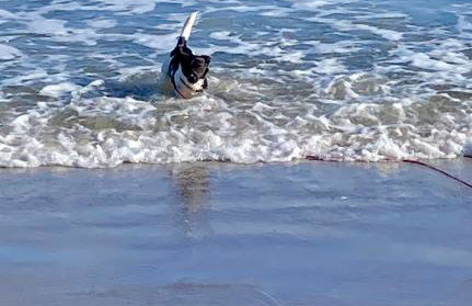 Ferienwohnung Treibholz - Foto 37