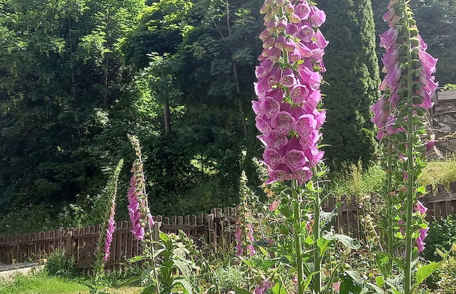 Apartment for 2 Adults & 2 Children near Ski Resort in Black Forest - Foto 26