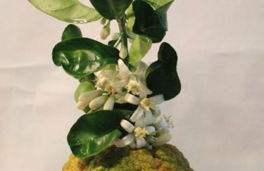 Nymfes Villas - Foto 63