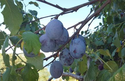 Apartment Tempera - Photo 17