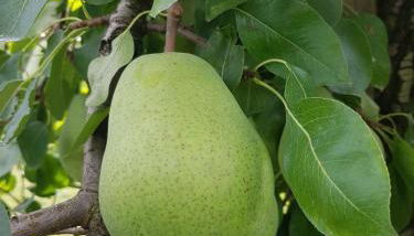 Obst- Und Ferienhof Karoline - Foto 3