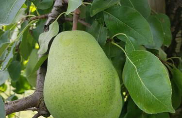 Obst- Und Ferienhof Karoline - Foto 3