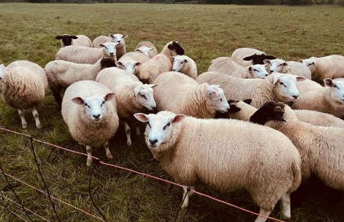 Ferienwohnung im Grünen - Photo 14