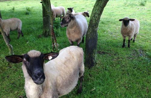 Ferienhaus in Neu Poserin for 5 Personen - Foto 46