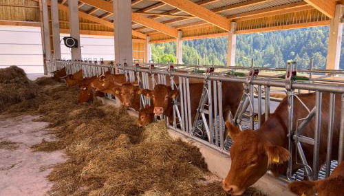 Ferienhof Rohrbachhof - Foto 4