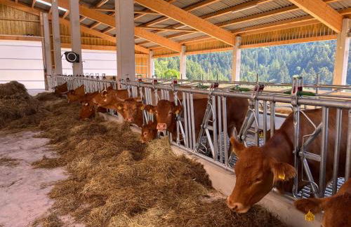 Ferienhof Rohrbachhof - Foto 4