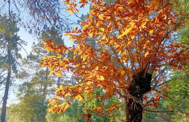 Apartamento Rural El Rinconcito - Foto 40