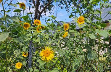 Oliwkowy Ganek - Foto 11