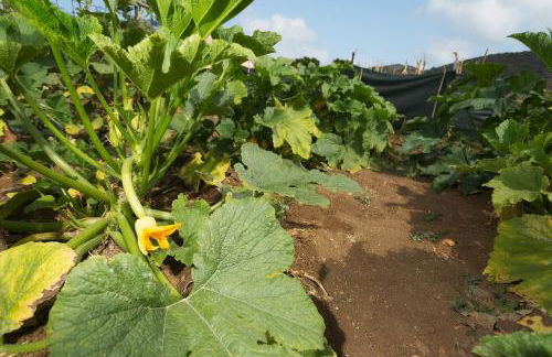 Le Case di Mamma Carmela - Foto 17