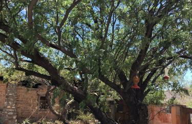 1900s Miner's cabin behind Tombstone Brewery - Foto 19