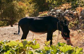 Παραδοσιακός πέτρινος ξενώνας σε φάρμα - Foto 21