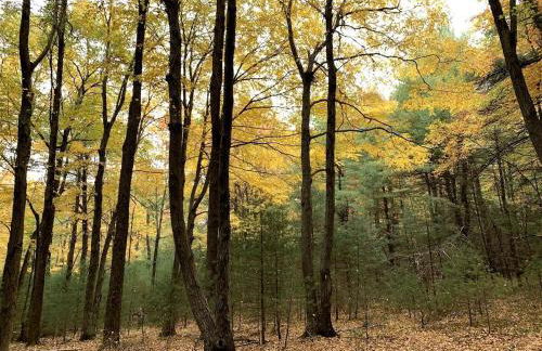 Gorgeous Cottage for Two, Overlooking Pond on 20 acres, Glamping in Pennsylvania - Foto 34