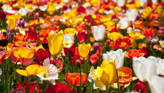 Tour del Floriade, el festival floral de Canberra - Foto 4, Un día lleno de belleza floral